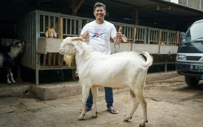 Cara sukses ternak kambing etawa