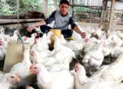 Pengaruh Fluktuasi Pakan Terhadap Ekonomi Peternak Unggas
