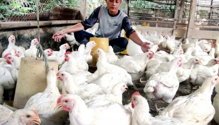 Pengaruh Fluktuasi Pakan Terhadap Ekonomi Peternak Unggas