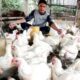Pengaruh fluktuasi pakan terhadap ekonomi peternak unggas