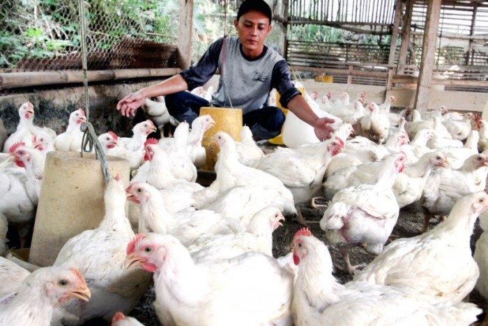 Pengaruh fluktuasi pakan terhadap ekonomi peternak unggas