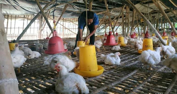 Ternak ayam broiler tanpa bau