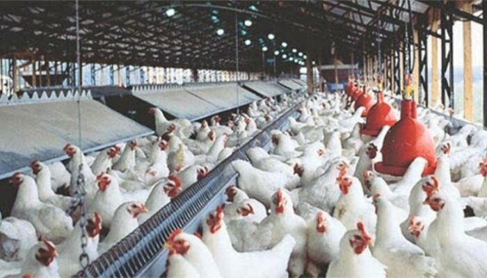 Ternak Ayam Broiler Skala Industri