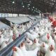 Ternak ayam broiler skala industri