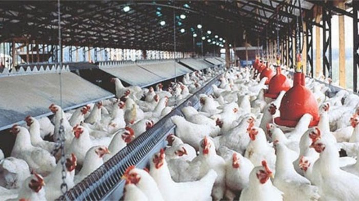 Ternak ayam broiler skala industri