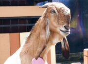 Penyakit Kambing Etawa Dan Penanganannya