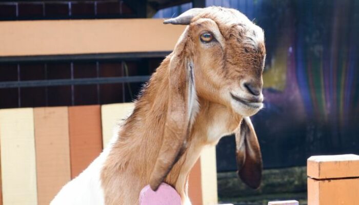 Kambing Etawa Ras Kaligesing