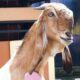Cara menggemukkan kambing etawa