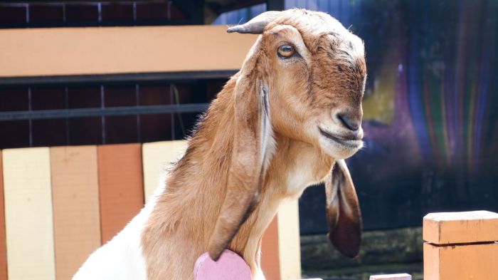 Cara menggemukkan kambing etawa