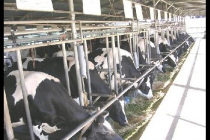 Keuntungan produksi peternakan berbasis industri