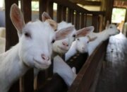 Strategi Sukses Usaha Peternakan Kambing
