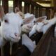 Strategi sukses usaha peternakan kambing