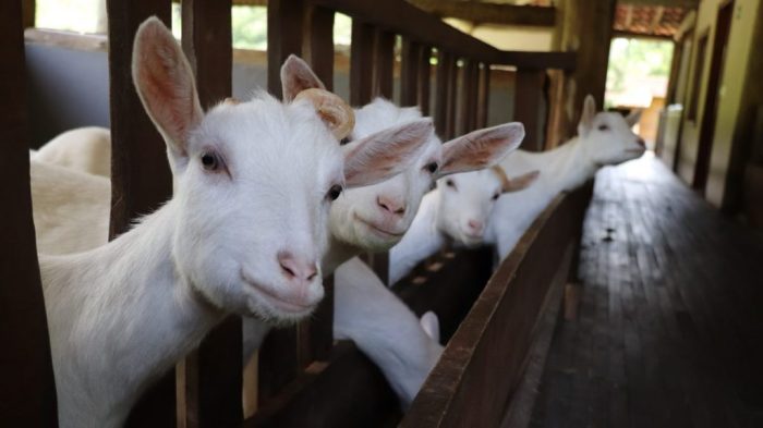 Strategi sukses usaha peternakan kambing