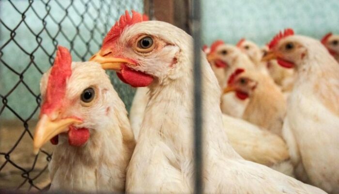 Sistem Iot Untuk Monitoring Pakan Ayam