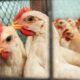 Alat tracking efisiensi pakan ayam petelur
