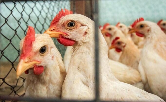 Alat tracking efisiensi pakan ayam petelur