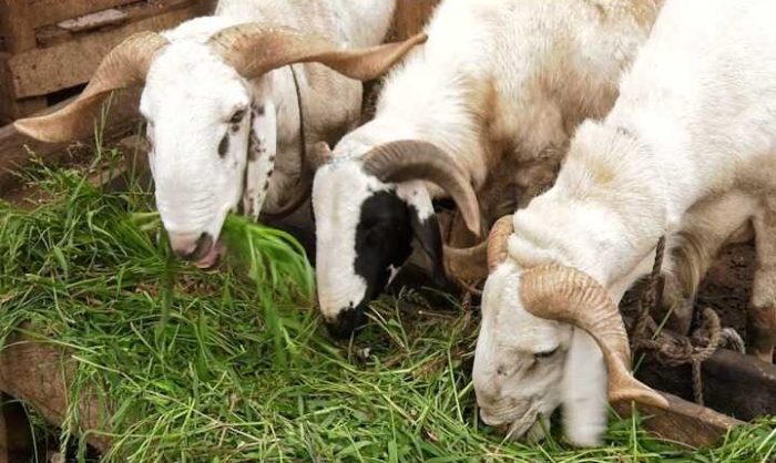 Pakan kambing terbaik untuk hasil maksimal