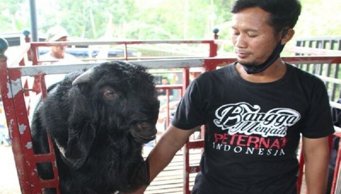 Rahasia Peternak Kambing Sukses Indonesia