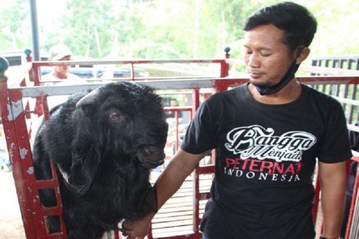 Rahasia peternak kambing sukses Indonesia
