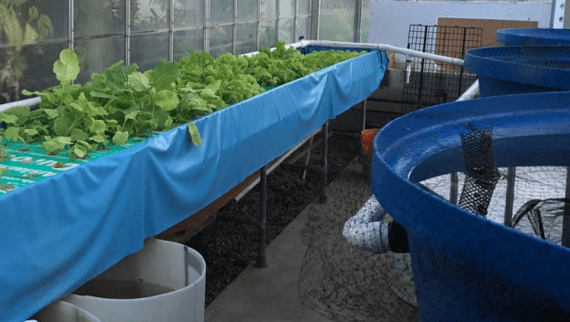 Akuaponik ikan agromedia memanen ala sayur budidaya portabel sistem hidroponik
