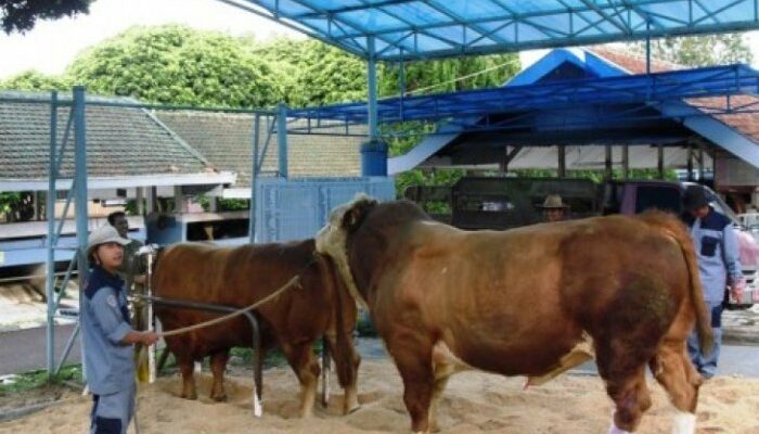 Cara Memilih Bibit Sapi Yang Baik