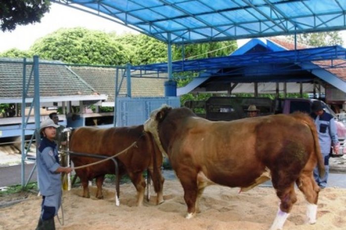 Cara memilih bibit sapi yang baik