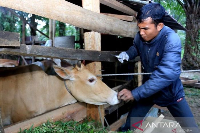 Vaksinasi wajib untuk sapi