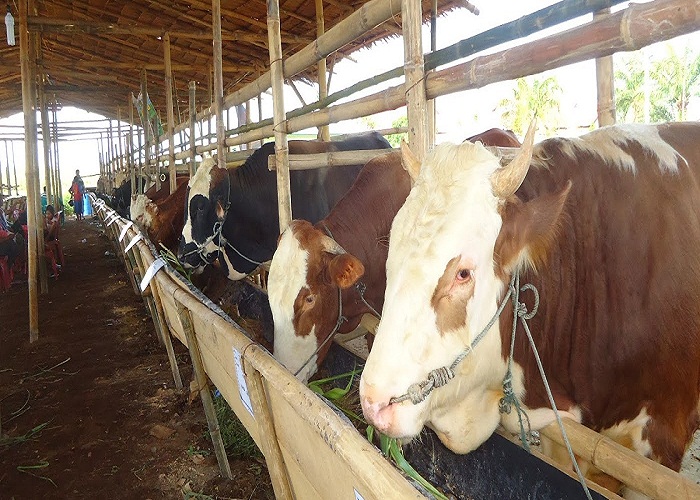 Sapi Sapi