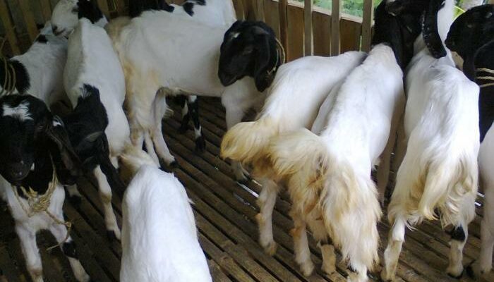 Ternak Kambing Etawa Skala Kecil