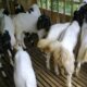 Ternak kambing etawa skala kecil