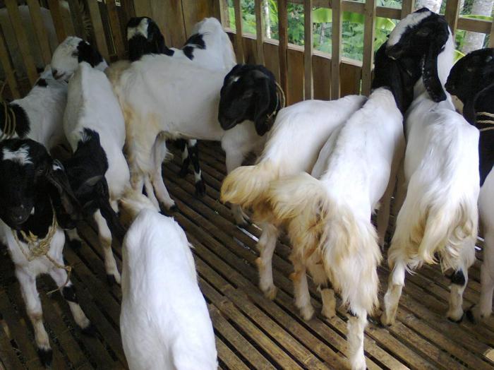 Ternak kambing etawa skala kecil