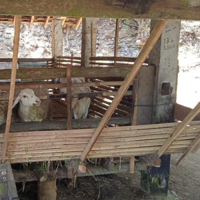 Ternak kambing sukses di desa