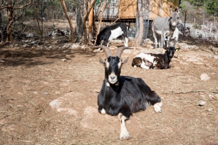 Vaksin kambing etawa