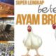 Pelatihan ternak ayam broiler