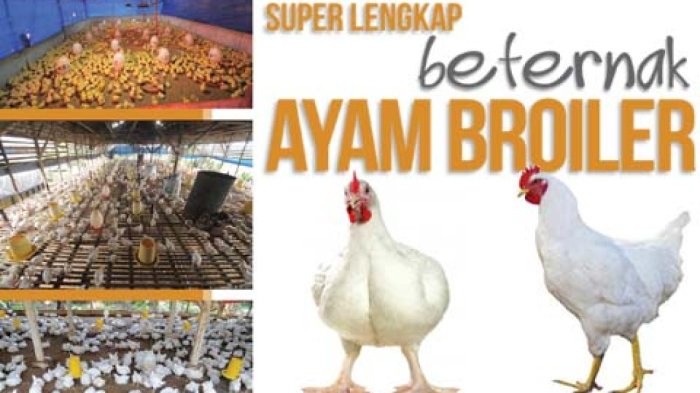 Pelatihan ternak ayam broiler