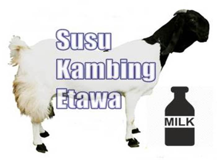 Susu kambing goat manfaat sapi untuk lembu iluminasi etawa bayi kalah ibu khasiat bahaya mengandung brucella adakah bersifat panas bidadari Susu kambing goat manfaat sapi untuk lembu iluminasi etawa bayi kalah ibu khasiat bahaya mengandung brucella adakah bersifat panas bidadari