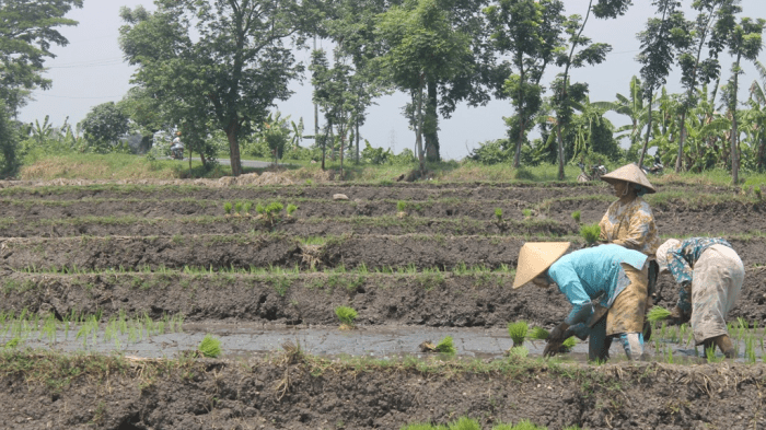 Tantangan pengelolaan pertanian industri ramah lingkungan