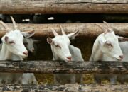 Panduan Lengkap Sukses Ternak Kambing