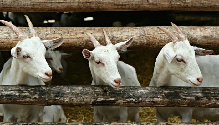 Panduan Lengkap Sukses Ternak Kambing