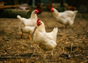 Mengatasi Kaki Pincang Broiler