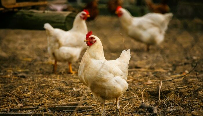 Mengatasi Kaki Pincang Broiler