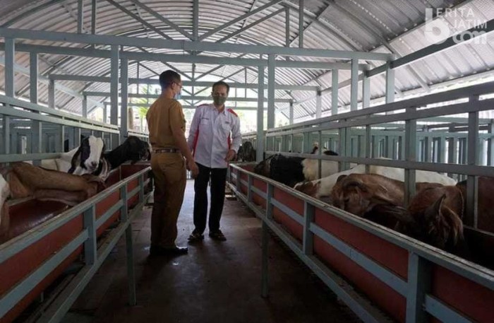 Tips ternak kambing tanpa bau