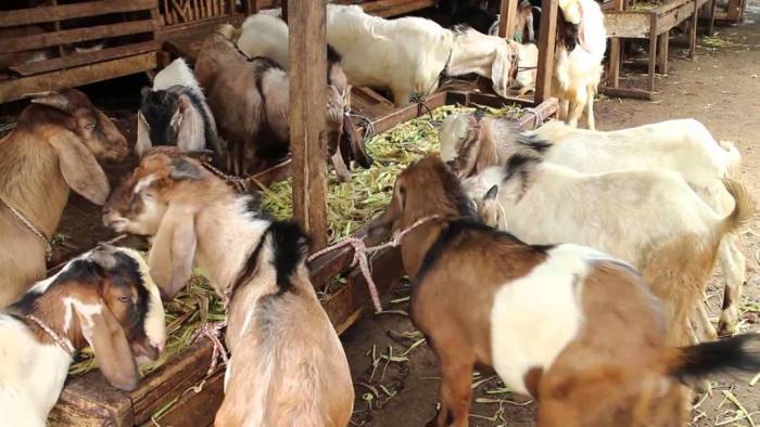 Kambing ternak usaha peluang portalinvestasi suksesnya analisis strategi