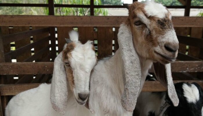 Kebutuhan Nutrisi Kambing Etawa