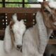 Rahasia panen kambing umur muda