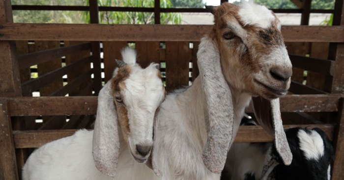 Rahasia panen kambing umur muda