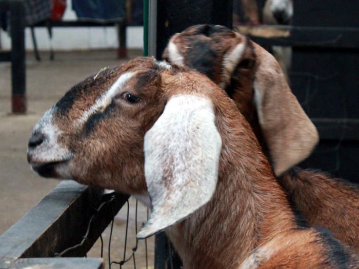 Cara sukses beternak kambing tanpa ngarit