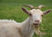 Penggemukan Kambing Cepat Dan Efisien