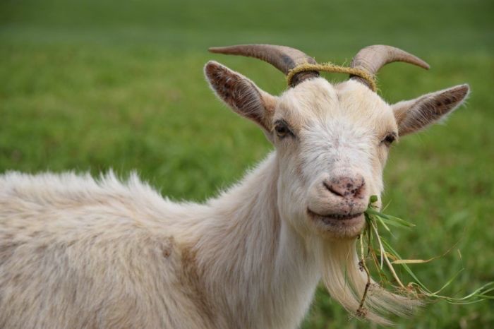 Usaha ternak kambing sukses tanpa ragu
