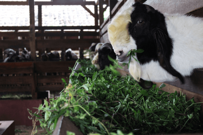 Cara sukses beternak kambing tanpa ngarit